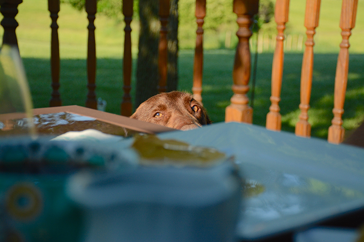 Gracie begging | My Darling Days Gracie begging | My Darling Days