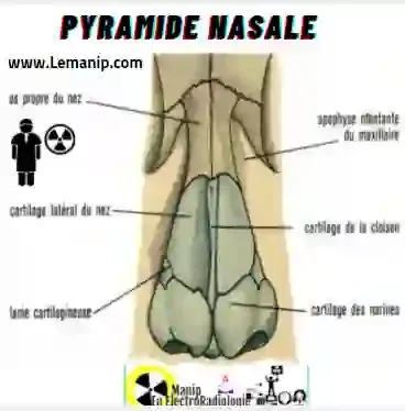 ANATOMIE DU PYRAMIDE NASALE