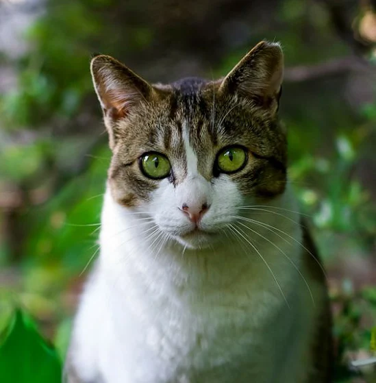 Ear-tipped feral cat - a badge that he is part of a managed colony and as healthy as a domestic cat