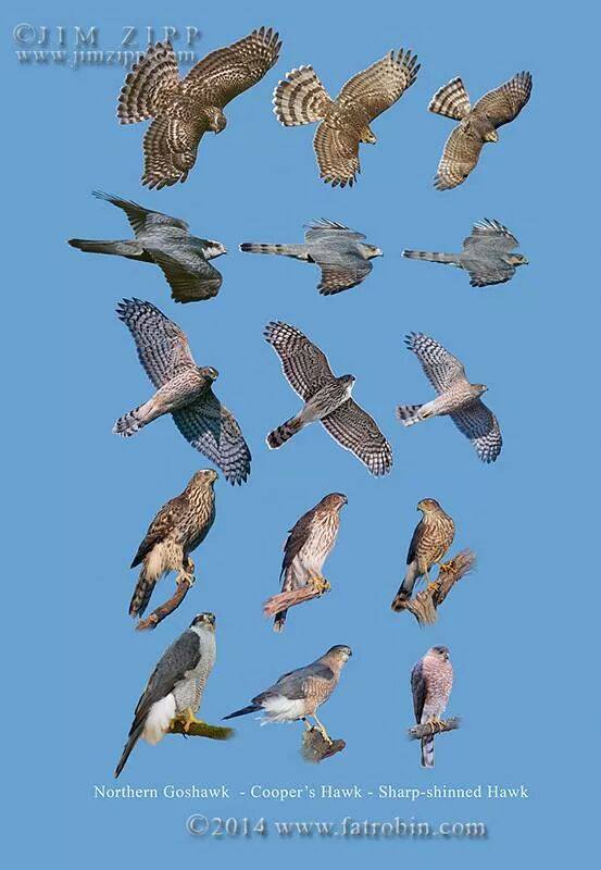 West County Hawkwatch Raptor Research Group : Birds of Prey silhouettes ...