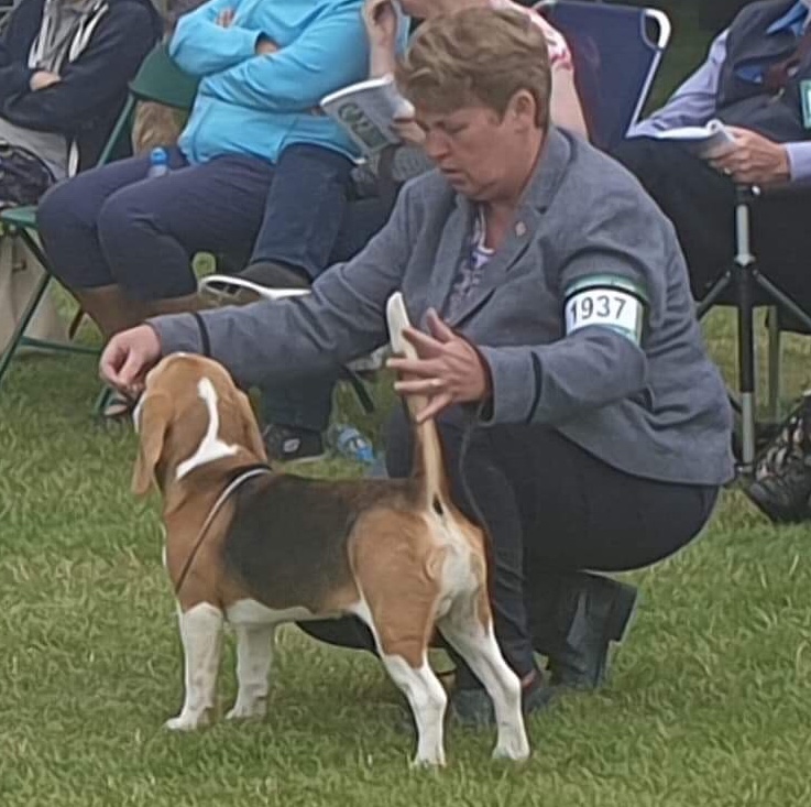 Rowsprings Beagles Show and News Blog
