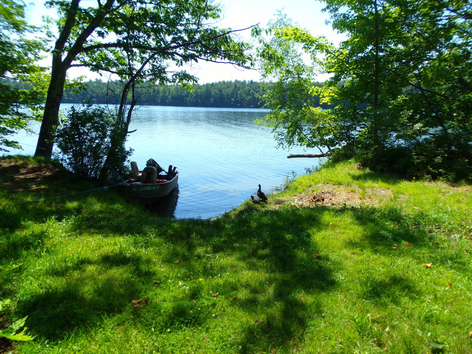 Lake St. State Park, Liberty, Maine