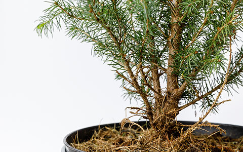 Potted christmas tree for indoor holiday celebration