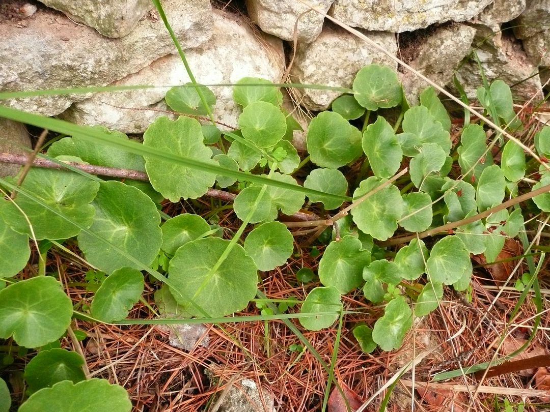 Съедобные травы армении название