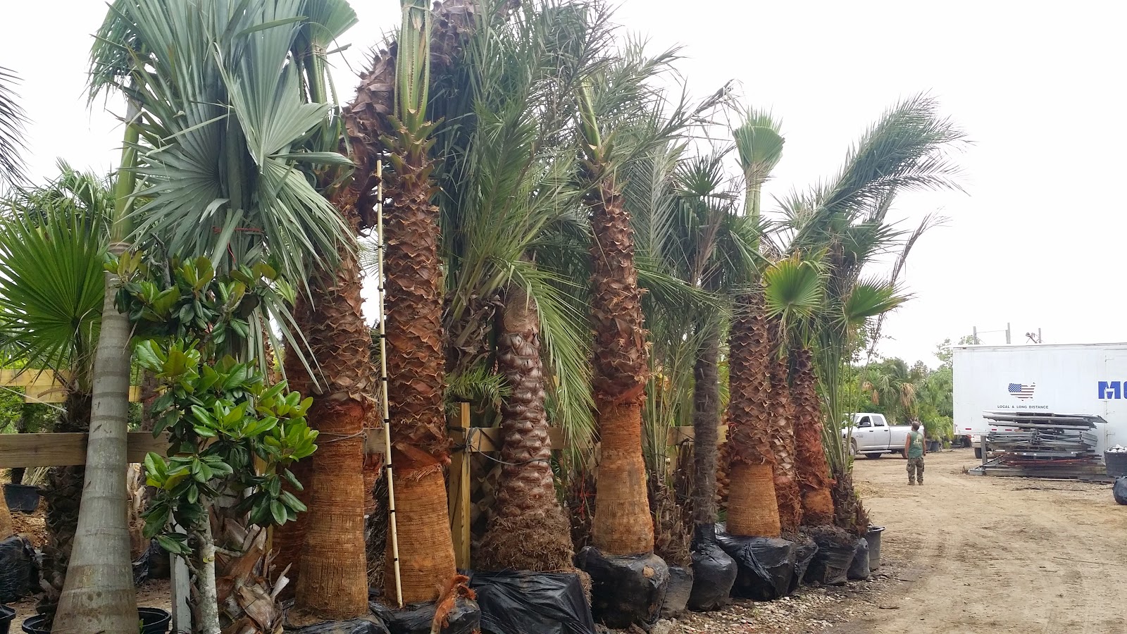 Cold Hardy Palm Trees in Houston Palm Trees Houston Wholesale