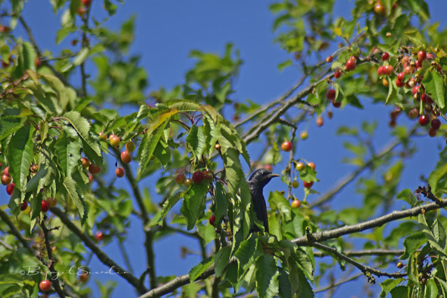Star im Kirschbaum