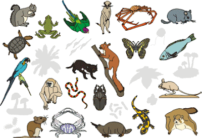 Animalia: Ciri ciri, Macam, dan Klasifikasi