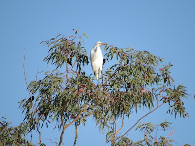 Gray Lodge Wildlife Area