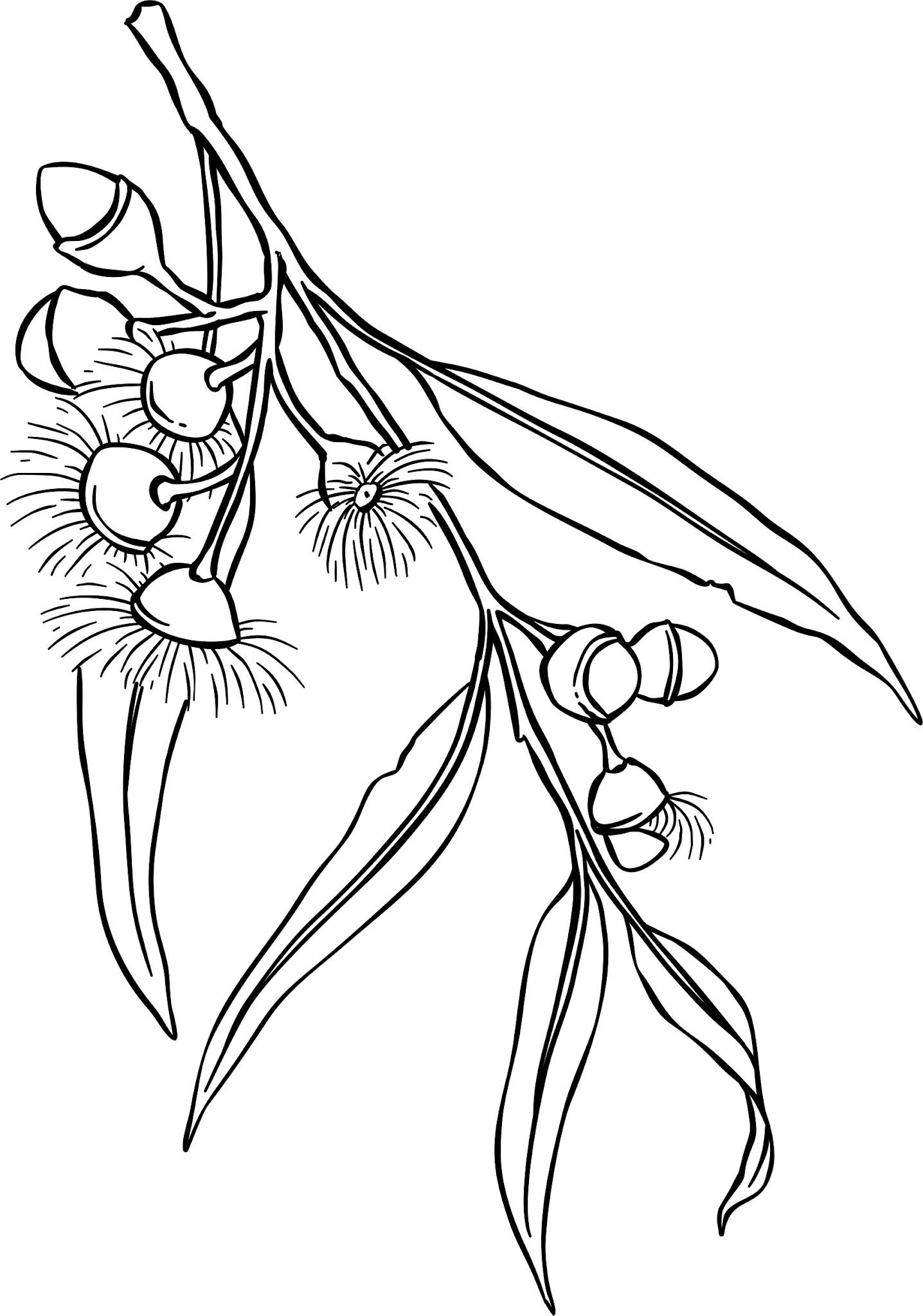 Beccy's Place: Gumnut Blossoms