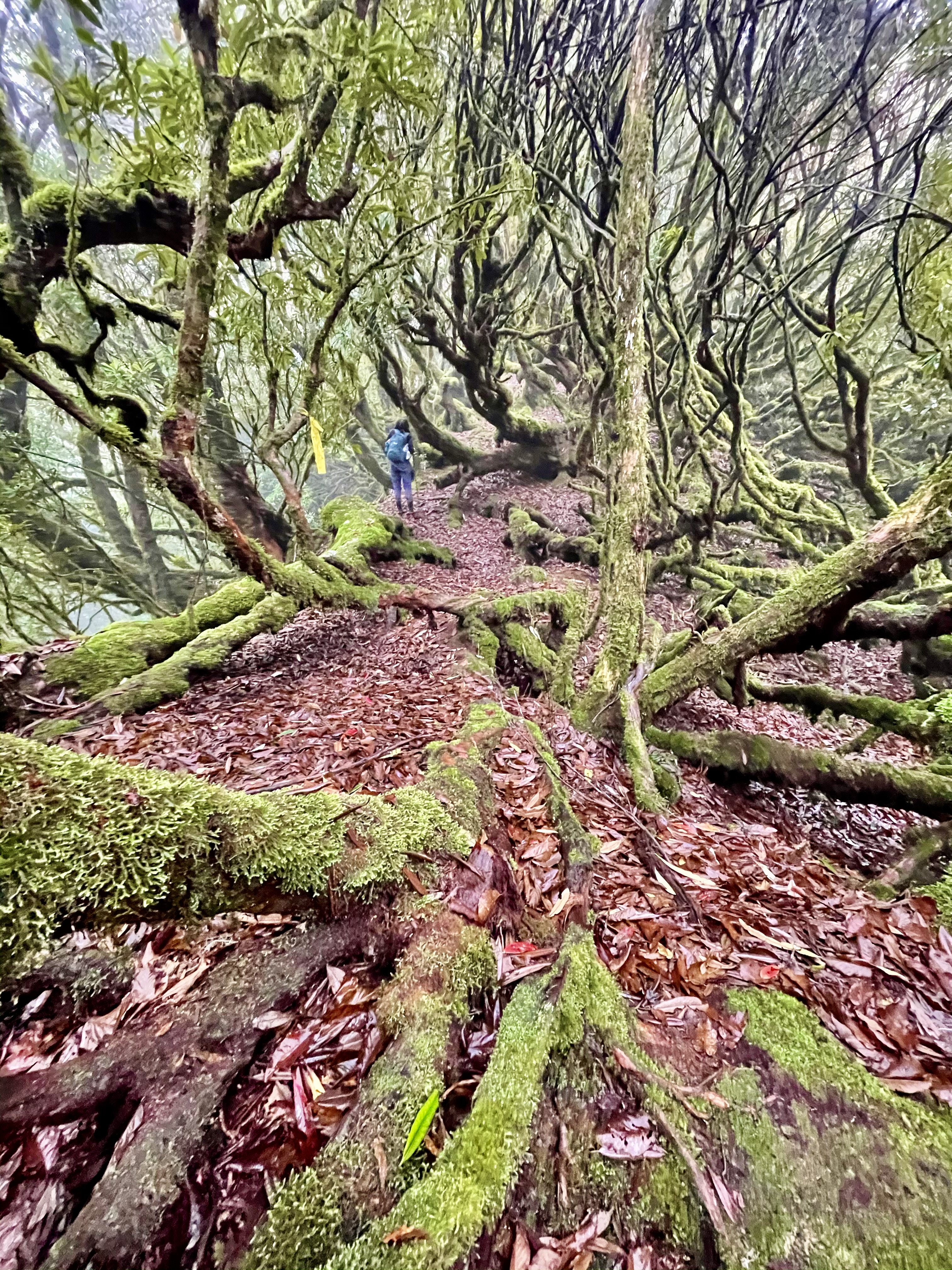 花東縱谷登山行程玉里山