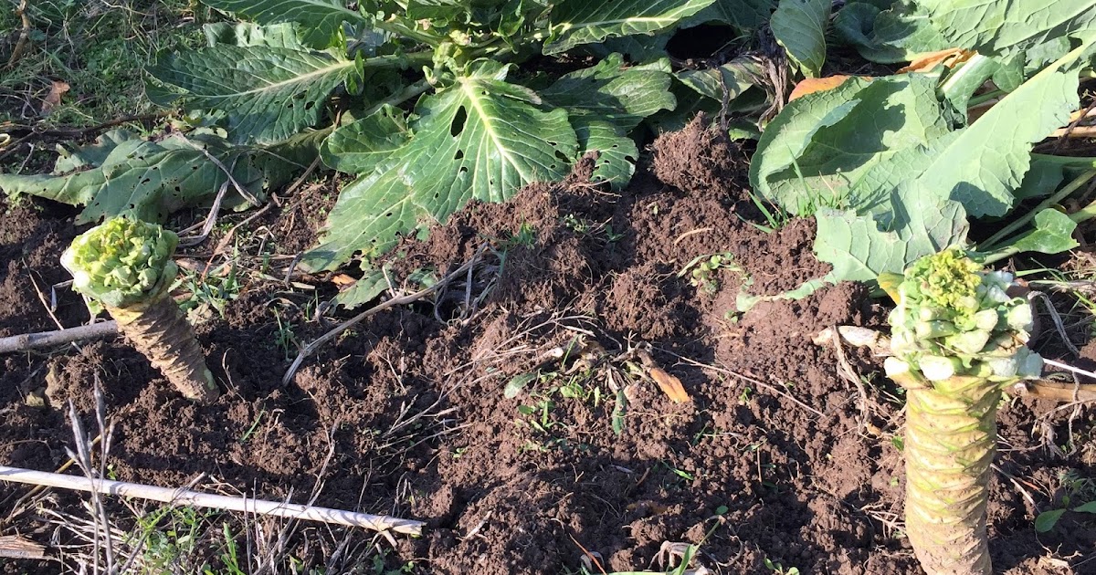 Daniel's Pacific NW Garden Replanting Collard Greens Stems. 11.23.17