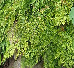 Tanda-tanda Tumbuhan Bernafas dengan Perilaku Anaerobik