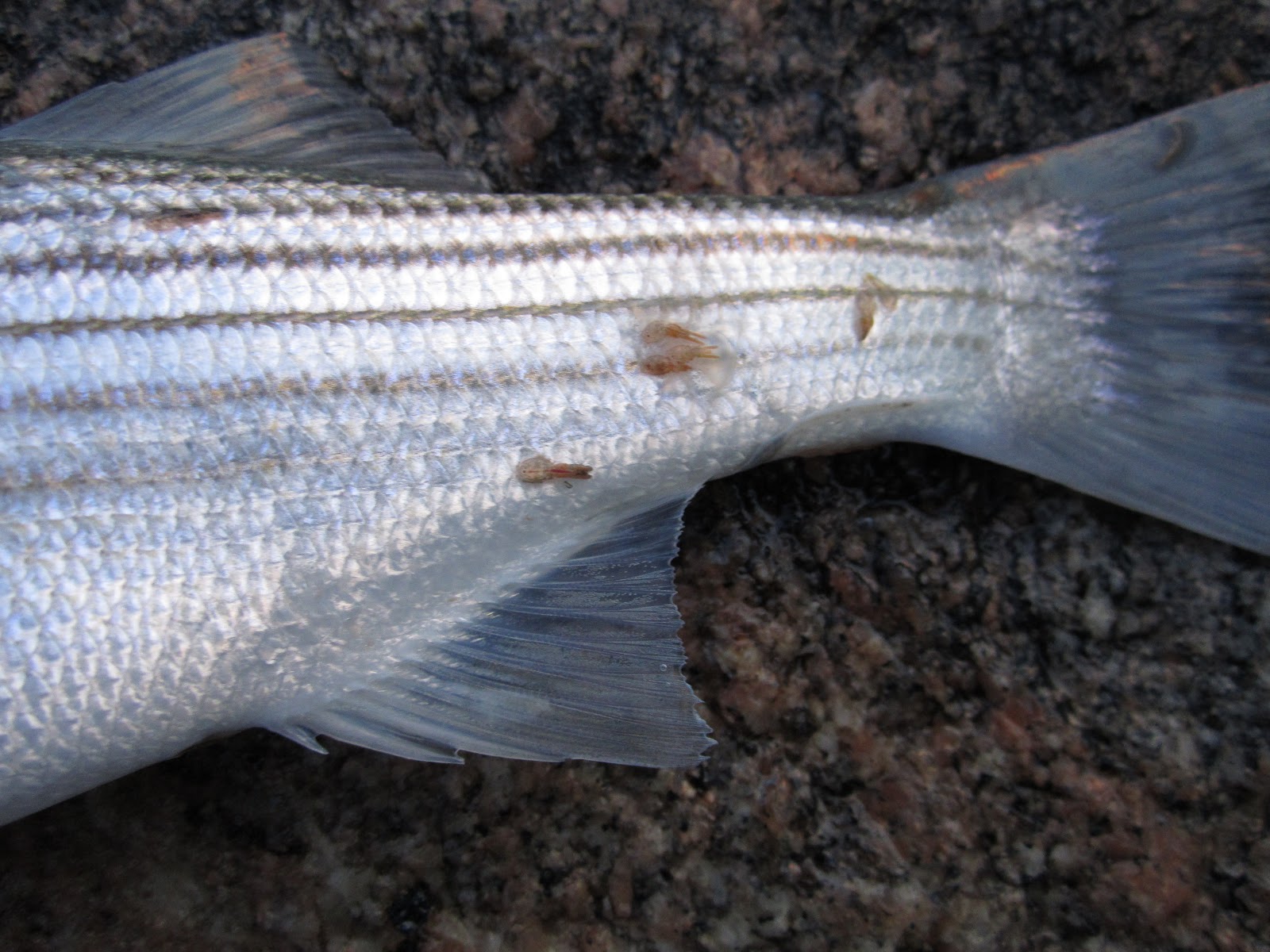 Rhode Island Striped Bass: NEWSFLASH….Schoolies Arrive at Oceanfront