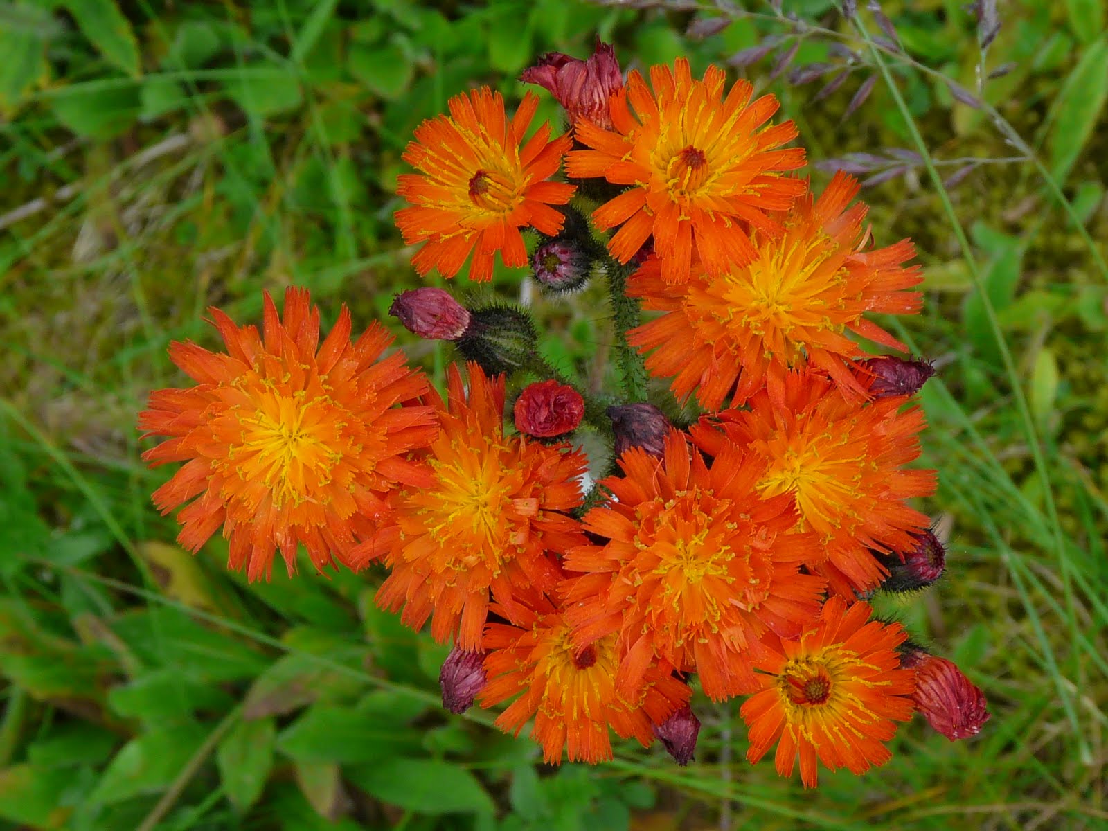 The Orkney Book of Wildflowers: Fox-and-cubs