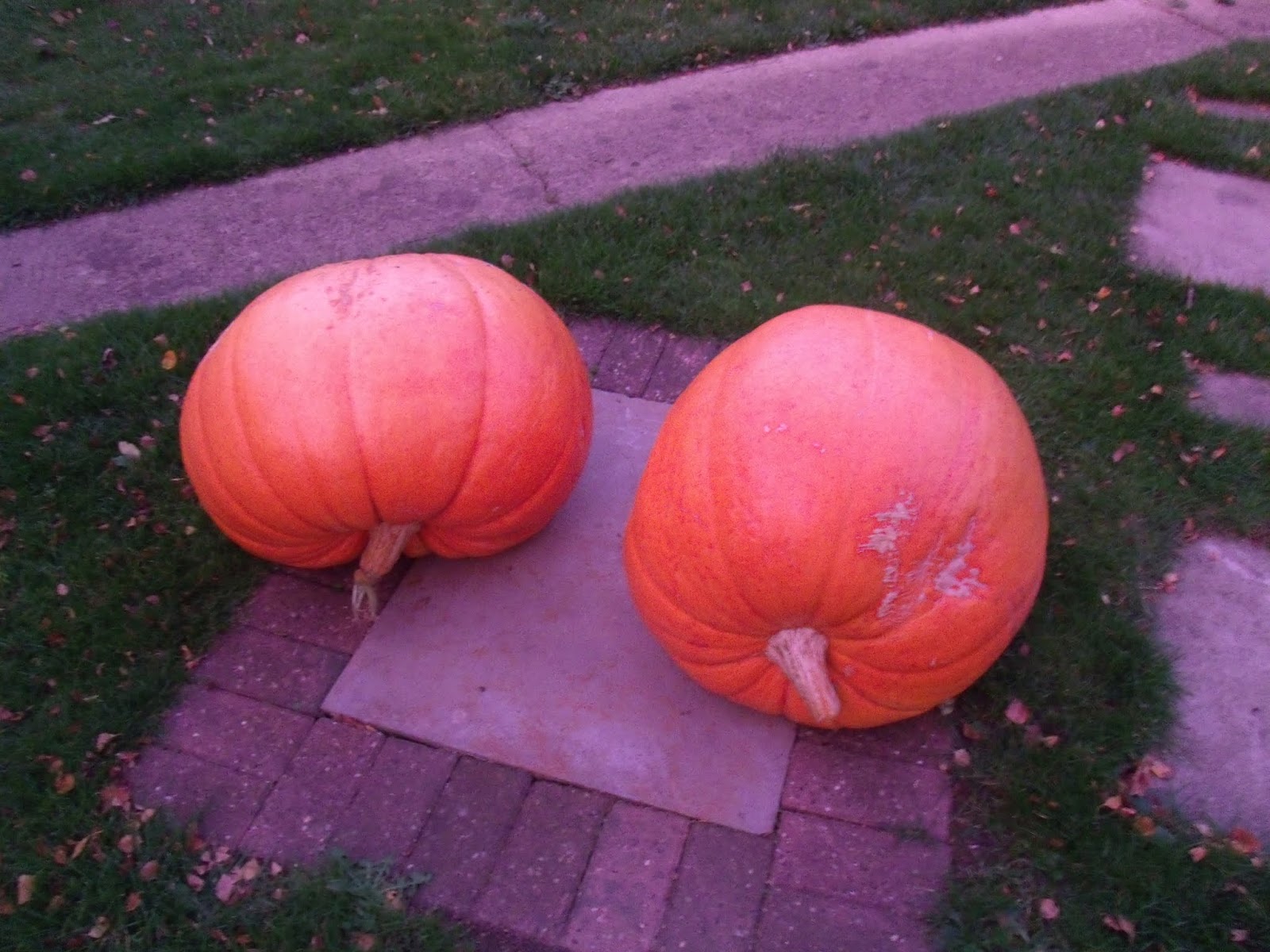 Pumpkin twins..