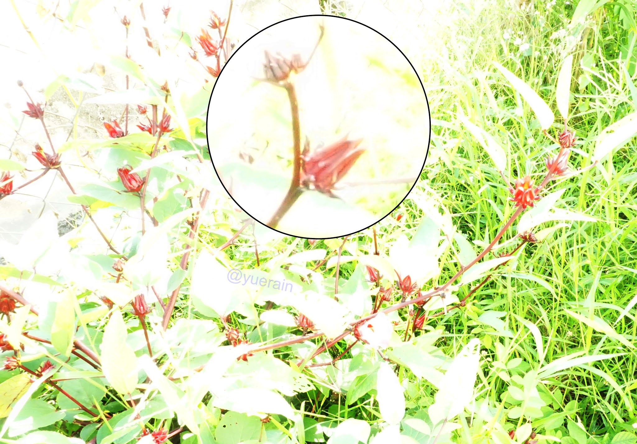 GREAT SKINandLIFE HOW TO MAKE HIBISCUS SABDARIFFA JAM AND JUICE