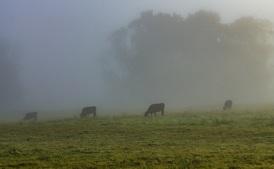 Туман в долине Туман в долине