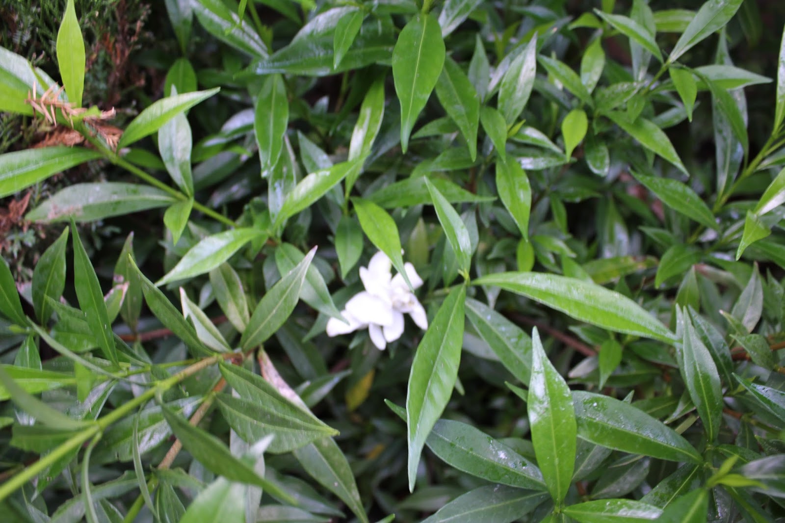 Tropical Gardening in New York City! Frost proof Gardenia bloom