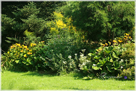 późne lato,late summer odmiany hortensji bukietowych, hydrangea Anbell. Lime light, Grandi flora, Vanille freze, floksy, phlox, języczka, nachyłki, rudbekia