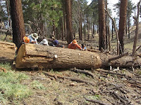 San Gabriel Mountains Trailbuilders removing deadfalls from Hawkins Ridge Trail