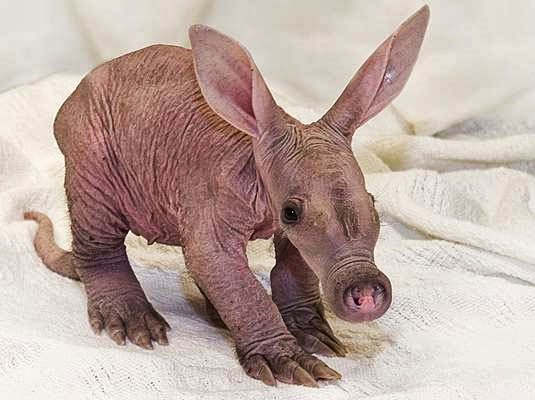 Do you recognize these Animals without Hair?