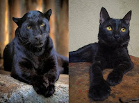 Los gatos negros son panteras en miniaturas