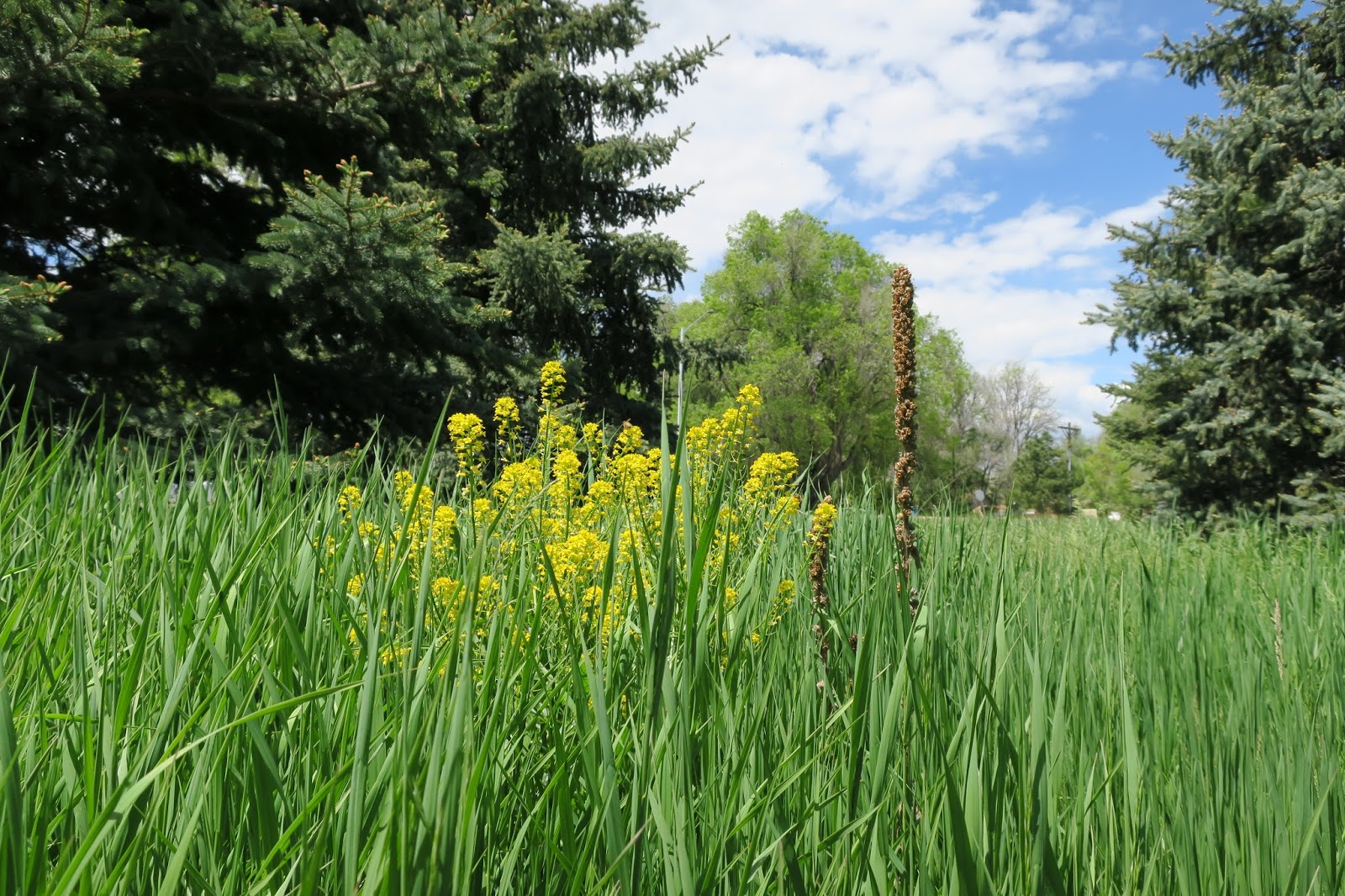 Living Rootless Colorado Longmont Roger's Grove Nature Area