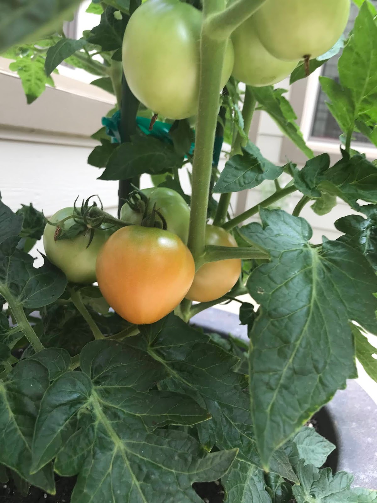 HappyHome First Tomatoes and More Butterflies