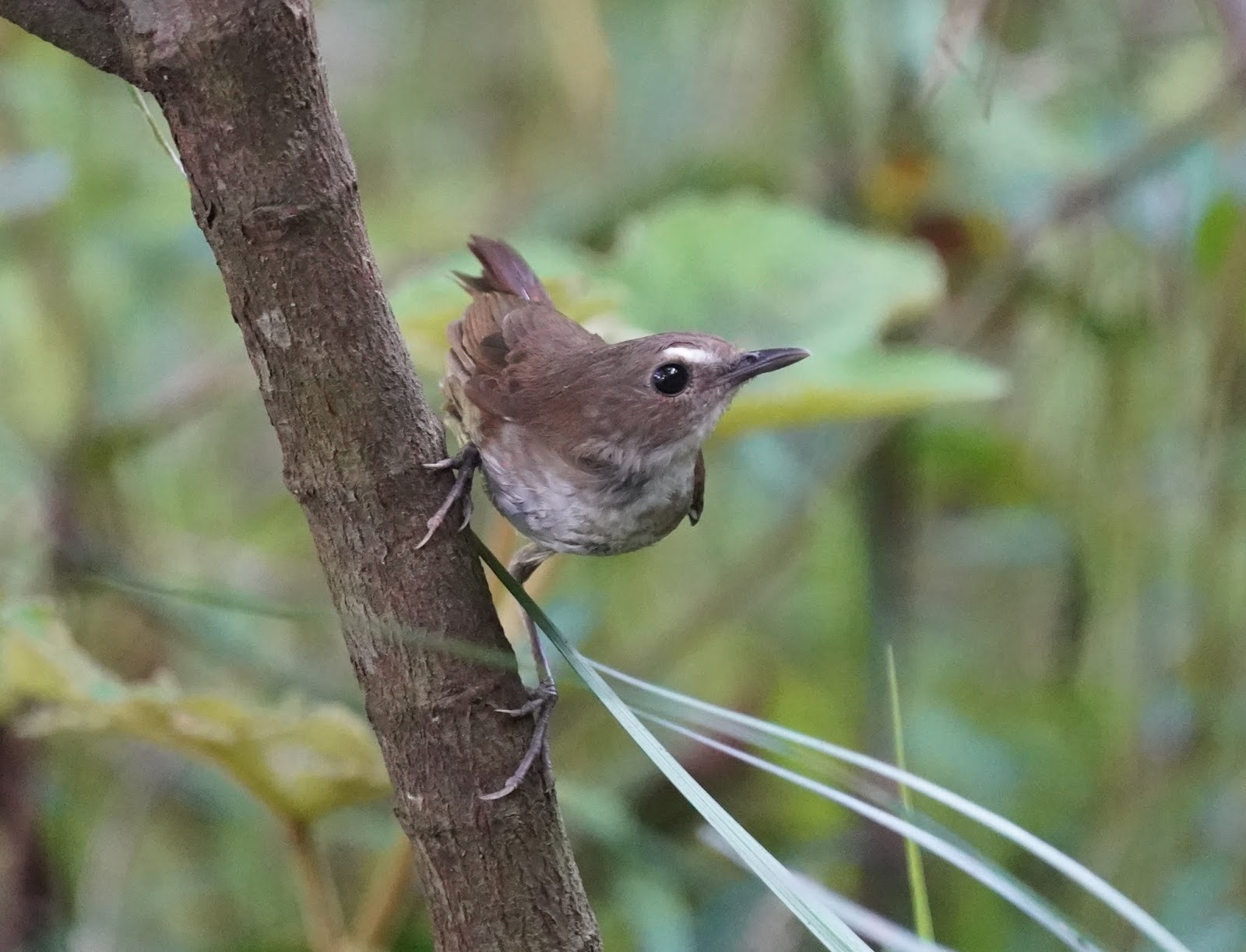 Lesser Shortwing 白喉短翅鶇 - Thrushes 鶇 - Landbirds 陸鳥 - HKBWS Forum 香港觀鳥會 ...