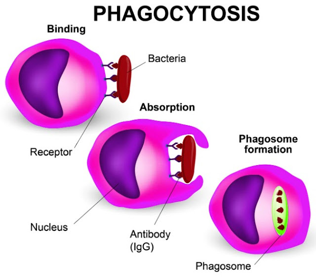 Picture: Phagocytosis