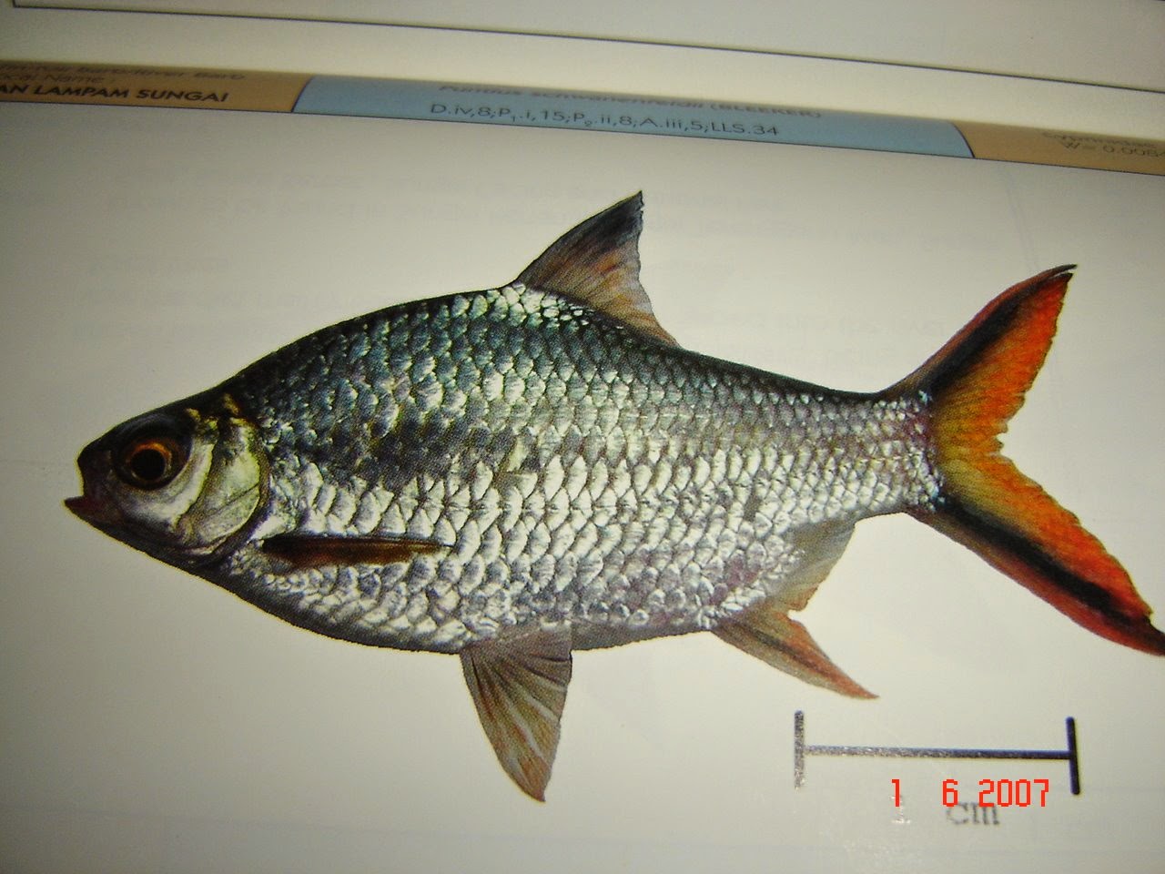 Gambar Ikan Air Tawar | Dunia Binatang