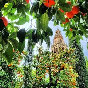 La Torre-Campanario de la Mezquita de Córdoba entre los naranjos