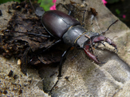 Stag Beetle (Male)