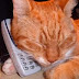 Nokia's rights not exhausted - and neither is the IPKat