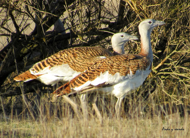 Pareja de avutardas