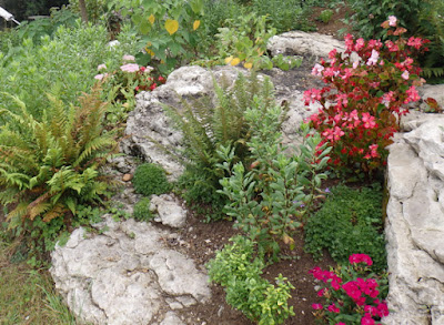 Algunas plantas que florecen en agosto.