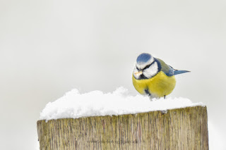 Wildlifefotografie Lippeaue Blaumeise