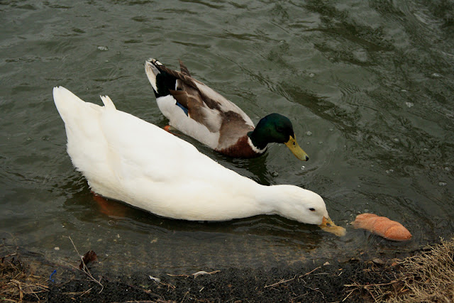 white duck and mallard