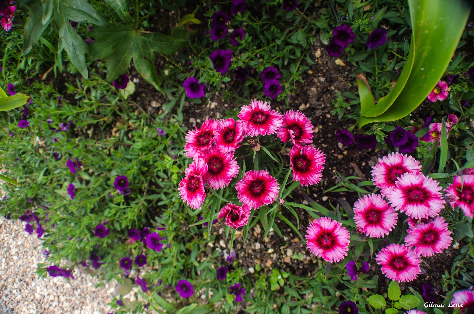 JARDIM DE MONET - GIVERNY - FRANÇA