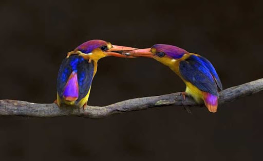 صياد السمك أسود الخلف