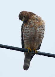 hawk flycatcher fs pm posted