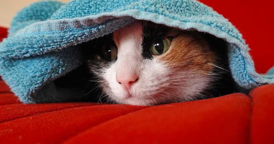 How to prevent cat hair loss