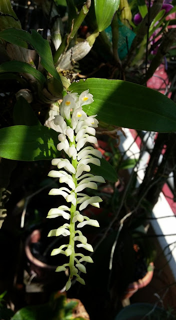 White Orchid Flower