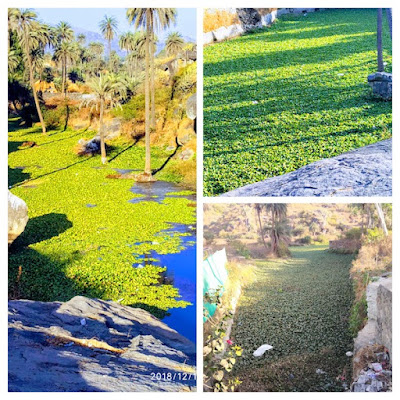 "Water hyacinth Mount  Abu Streams.Collage"