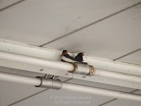 Barn swallows starting a nest Tokushima, Japan - © Denise Motard