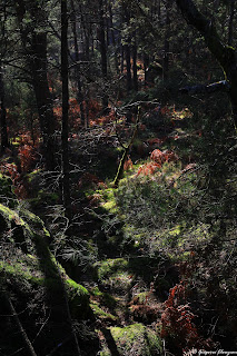 Clair-obscur forestier dans les Trois Pignons