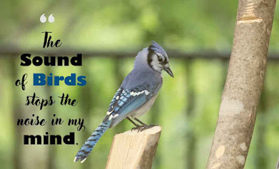 Inspirational Bird Quotes