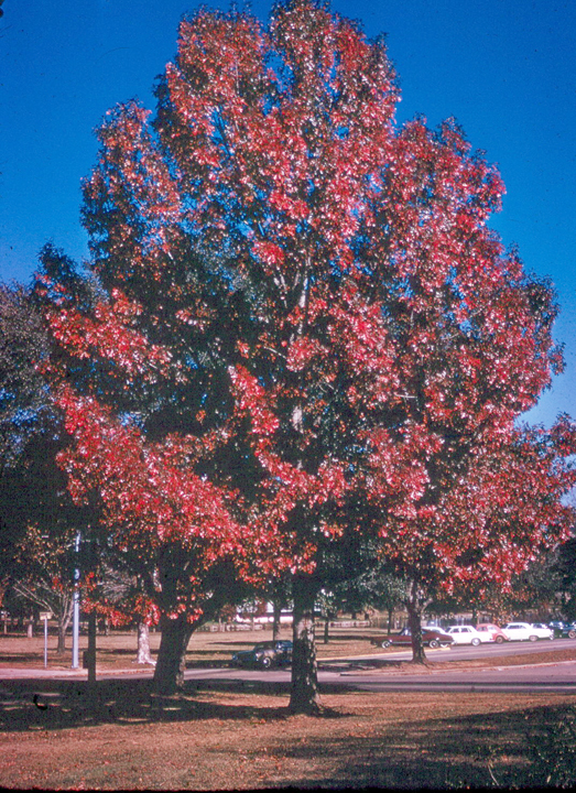 Arbor Life Great Autumn Trees to Plant in Houston
