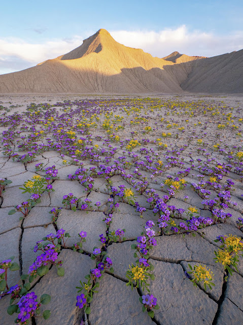 flores amarillas y magentas crecen en el suelo del desierto