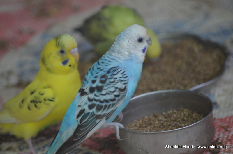 Birds feeding each other eNidhi India Travel Blog